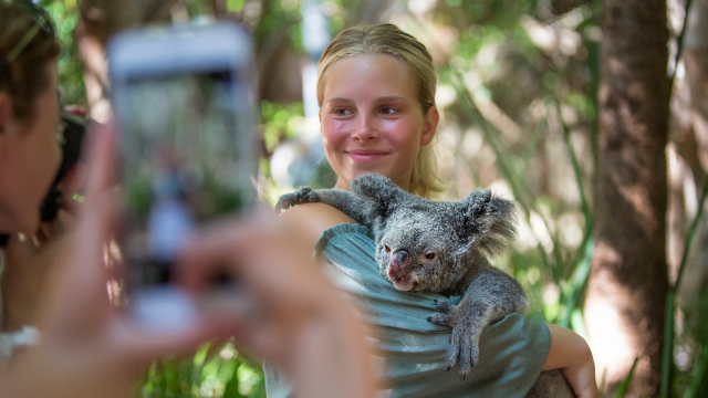 A person having their picture taken with a koala