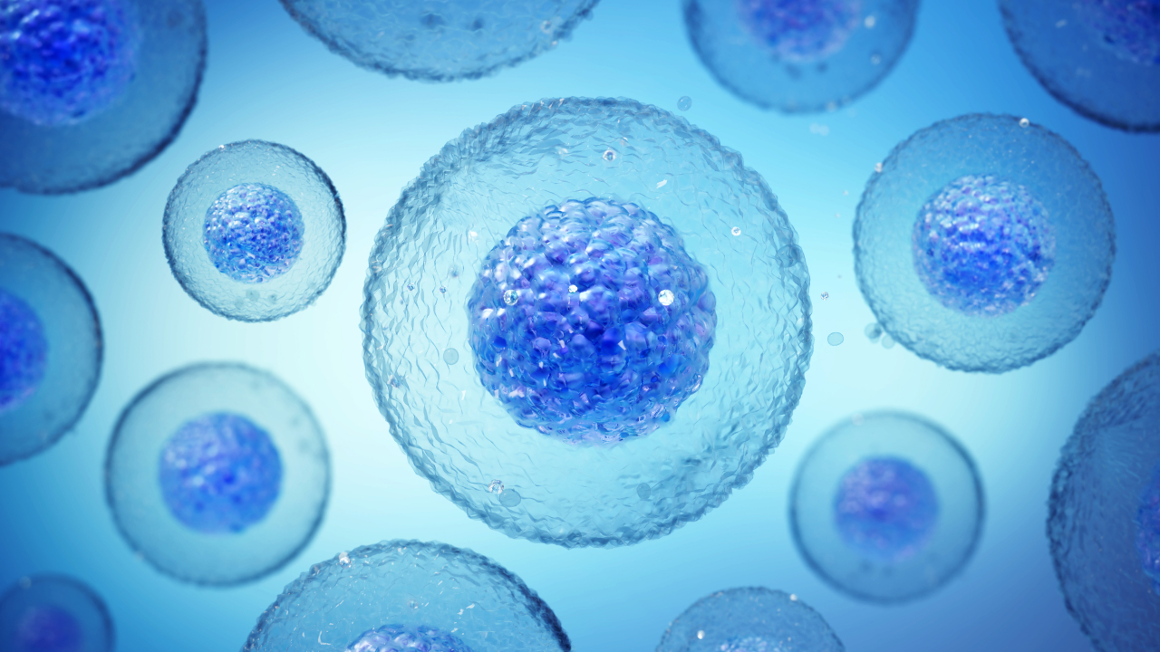 Synthetic cell image