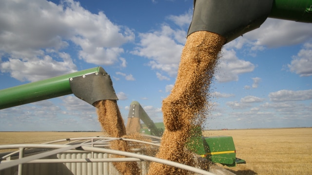 Unloading wheat grains into a cargo truck trailer